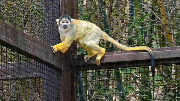 Macaco Esquilo Preto Numa Gaiola Jardim Zoológico — Fotografia de Stock
