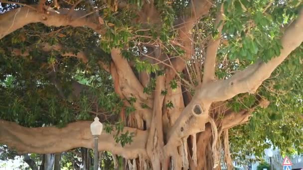 Nära Utsikt Över Jätte Gammalt Träd Canalejas Park Alicante Spanien — Stockvideo