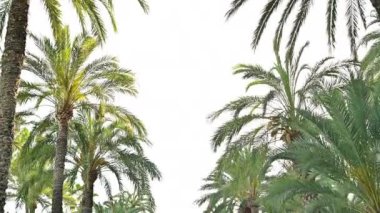 ALICANTE, İspanya - 24 Nisan 2023: Alicante, İspanya 'da bir sokakta palmiye ağaçları