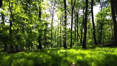 Parlayan güneş ve ağaçlarla dolu yeşil bir ormanın drone görüntüsü