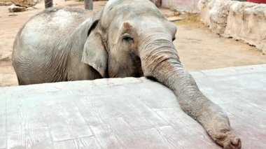 Gövdesini gösteren bir fil görüntüsü