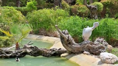 İspanya 'da kök salmış pembe sırtlı bir pelikan manzarası