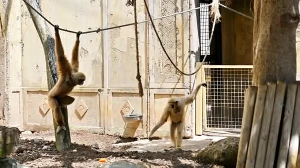 Due Gibboni Che Salgono Una Corda Ramo — Video Stock