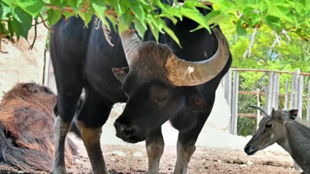 Vue Bison Gaur Nilgai Arrière Plan — Video