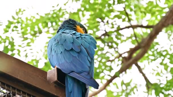 Blick Auf Einen Blauen Und Gelben Ara Papagei — Stockvideo