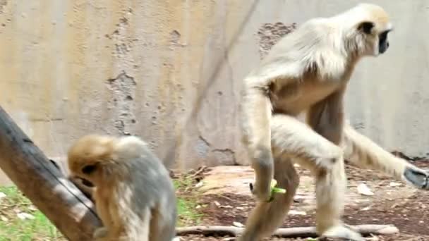 Een Gibbon Klimmend Een Tak Met Voedsel Zijn Handen — Stockvideo