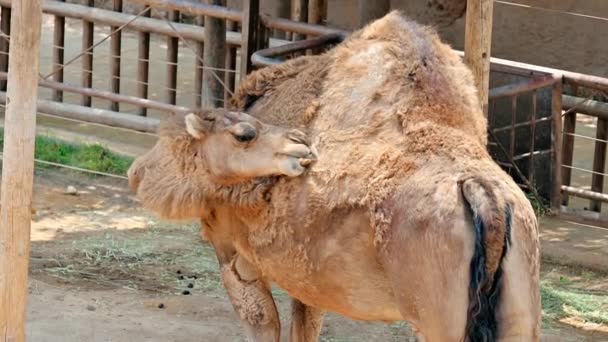 Moulting Camel Scratching Its Back Spain — Stock Video