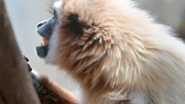 Στενή Θέα Ενός Gibbon Τρώει Και Κοιτάζοντας Γύρω Στην Ισπανία — Αρχείο Βίντεο