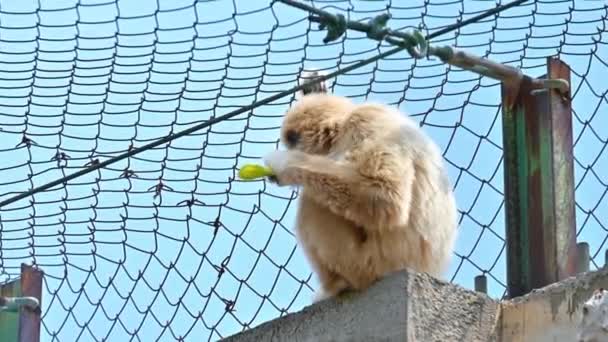 Ein Gibbon Frisst Spanien Einem Käfig — Stockvideo