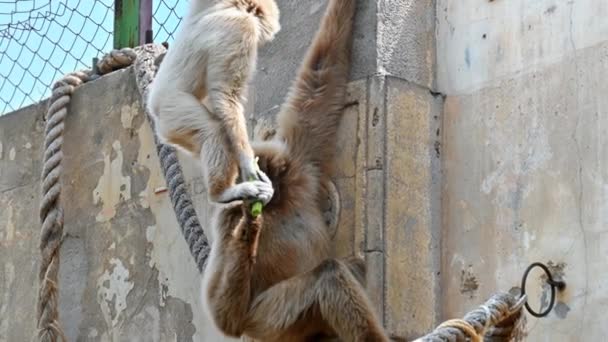 Een Gibbon Die Het Eten Van Een Ander Afpakt Twee — Stockvideo