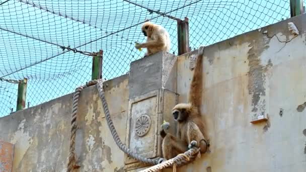 Due Gibboni Che Mangiano Una Gabbia Spagna — Video Stock