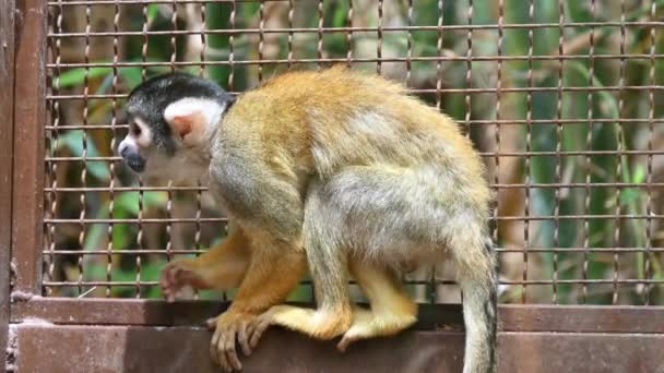 Black Capped Squirrel Monkey Cage Spain — Stock Video