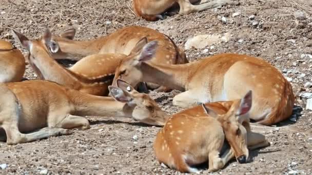西班牙一群斑鹿躺在地上的景象 — 图库视频影像