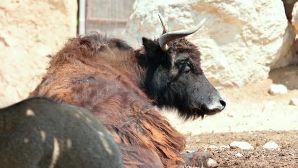 スペインの地面に置かれたヤクの雄牛 — ストック動画