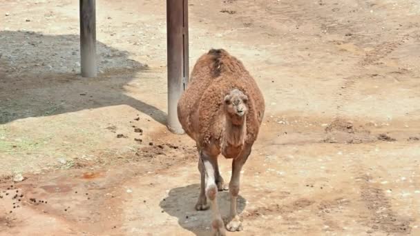 Ein Kamel Geht Und Kaut Spanien — Stockvideo