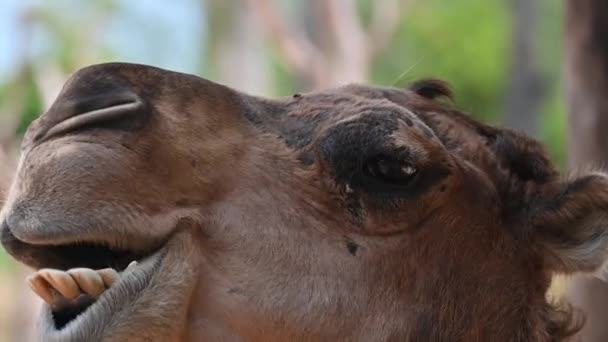 ラクダがスペインのカメラを見て噛む — ストック動画