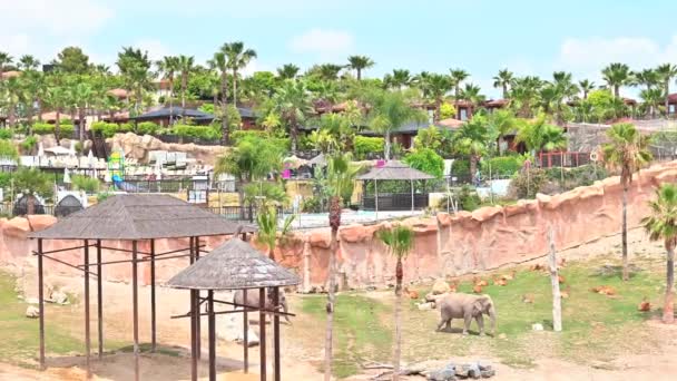 Elefantes Caminhando Chão Espanha Palmeiras Casas Fundo — Vídeo de Stock