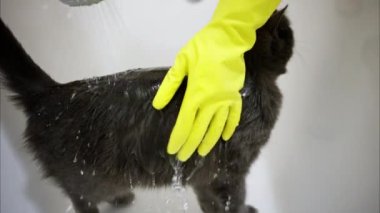 Sarı eldivenli kadın elleri siyah bir İngiliz kedisini yıkıyor, ağır çekimde.