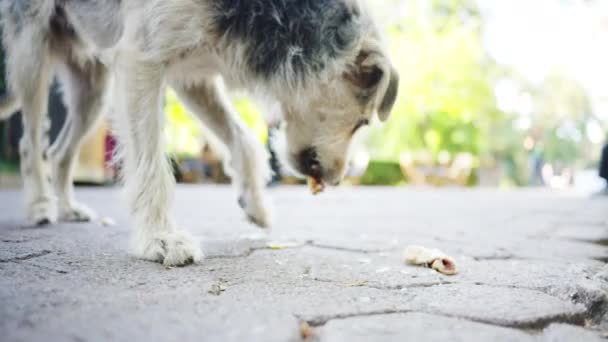 在摩尔多瓦基希讷乌的一个公园里吃面包的流浪狗 — 图库视频影像