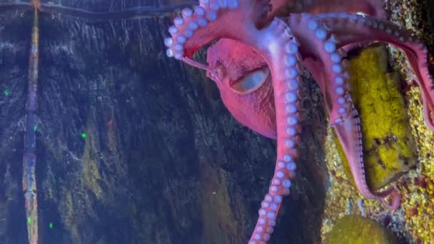Vertical Screen Purple Pink Octopus Moving Underwater — Stock Video