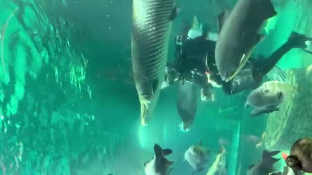 Moskva Ruská Federace Srpna 2023 Potápěč Krmící Velké Ryby Akváriu — Stock video