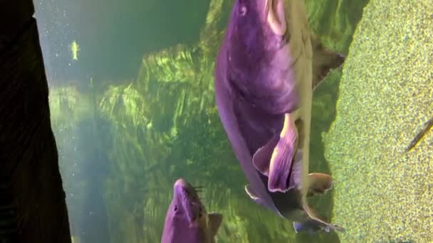 大型紫色鱼的垂直屏风 — 图库视频影像