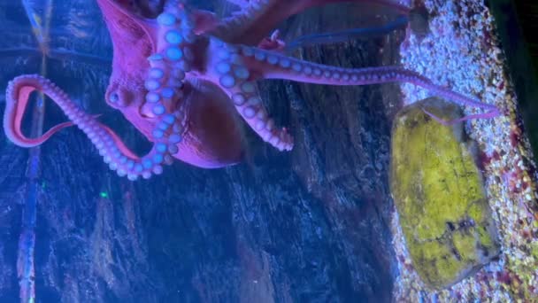Vertical Screen Purple Pink Octopus Moving Underwater — Stock Video