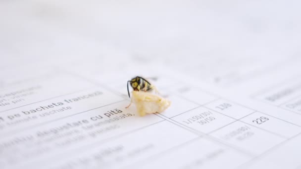 近视一只黄蜂在纸上吃了一小口食物 — 图库视频影像