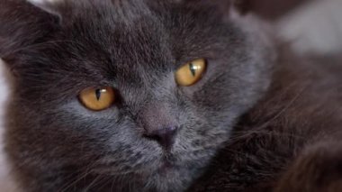 Siyah İngiliz kedisini turuncu gözleriyle kapat