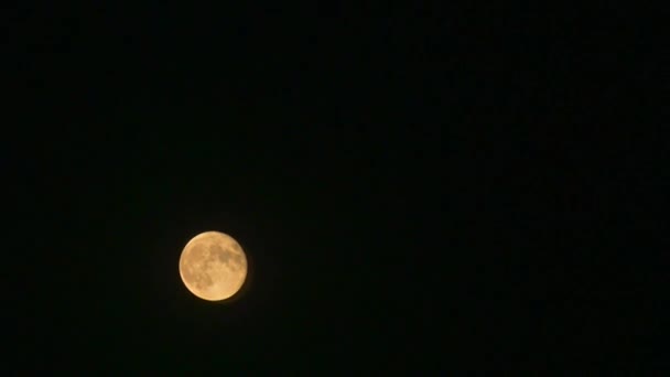 Stor Orange Måne Stiger Svart Himmel Natten — Stockvideo