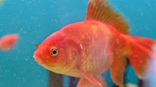 Close View Van Een Gouden Vis Die Een Aquarium Zwemt — Stockvideo