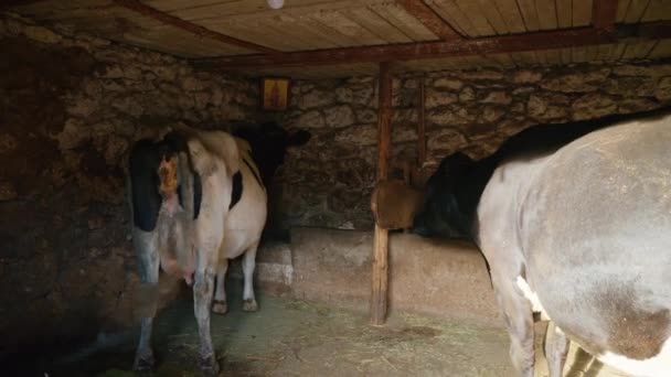 View Two Cows Traditional Moldavian Cowshed Moldova — Stock Video