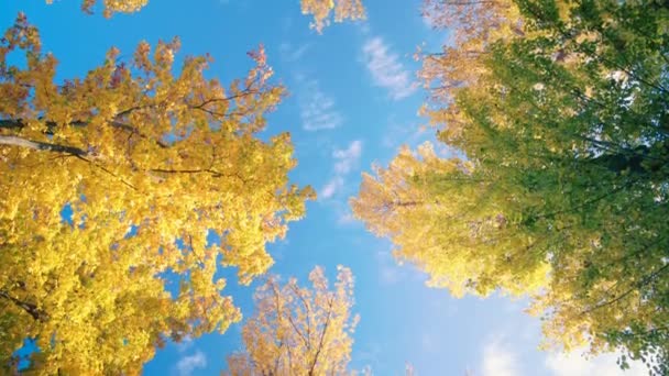 Widok Żółte Drzewa Lesie Podświetlone Słońcem Jesienią Błękitne Niebo Tle — Wideo stockowe
