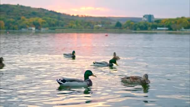 Vários Patos Flutuantes Nadando Lago Valea Morilor Chisinau Pôr Sol — Vídeo de Stock