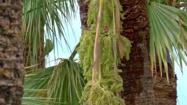 Närbild Bild Palm Träd Med Blå Himmel Bakgrunden — Stockvideo