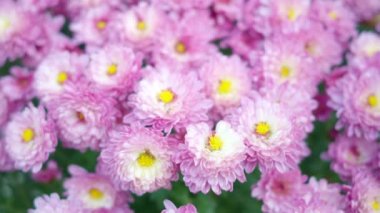 Güzel pembe chrysanths çiçekleri Bokeh 'i kapatır.
