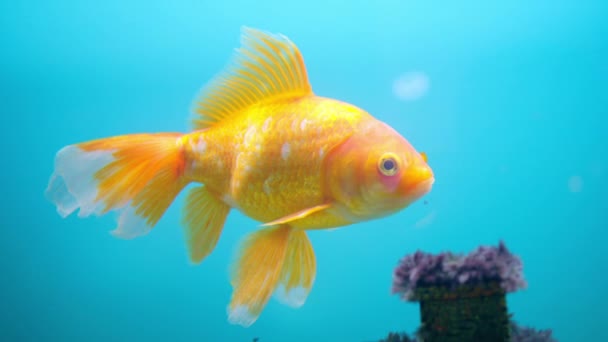 Yellow Fish Swimming Aquarium Close — Stock Video