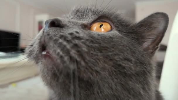 Κοντινό Μαύρο Βρετανικό Φορές Γάτα Στο Σπίτι — Αρχείο Βίντεο