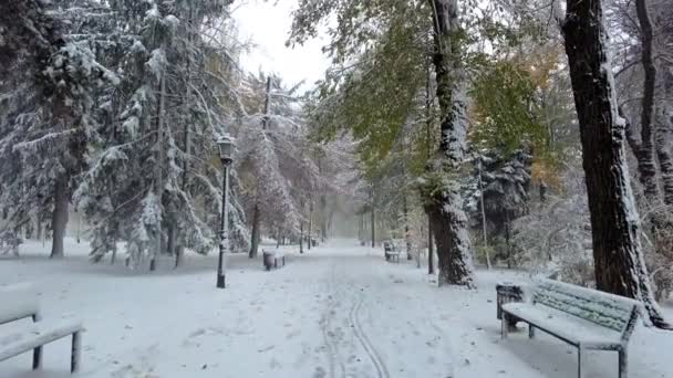 Centralny Park Kiszyniów Pokryty Śniegiem Sosnami — Wideo stockowe