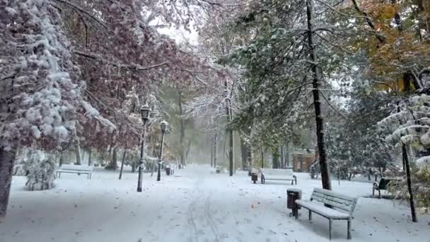 Кишинівський Центральний Парк Вкритий Снігом Сосновими Деревами — стокове відео