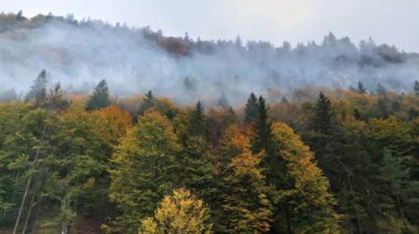 Sis ve bulutlarla kaplı sonbahar ormanının hava aracı görüntüsü