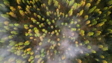 Sisli bir günde, sonbahar ormanının yukarısında havadan atılan İHA görüntüleri.
