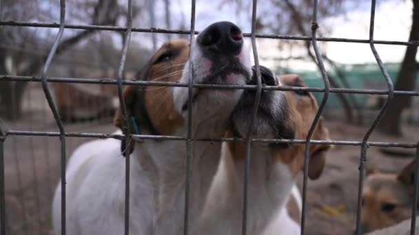 Άστεγα Αδέσποτα Σκυλιά Κλουβί Στο Καταφύγιο Ζώων Εγκαταλελειμμένα Ζώα — Αρχείο Βίντεο