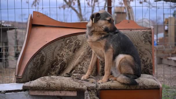 Hayvan Barınağında Bankta Oturan Evsiz Sokak Köpeği Terk Edilmiş Hayvanlar — Stok video
