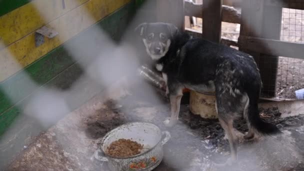在动物收容所的笼子里放着无家可归的流浪狗 被遗弃的动物 — 图库视频影像