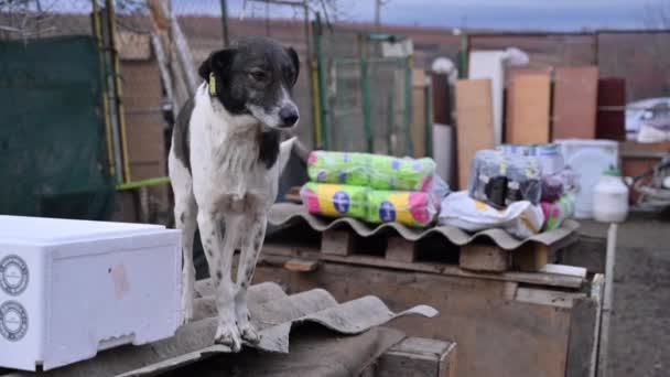 動物保護施設のホームレス野良犬 捨てられた動物たち バックグラウンドでの寄付 — ストック動画