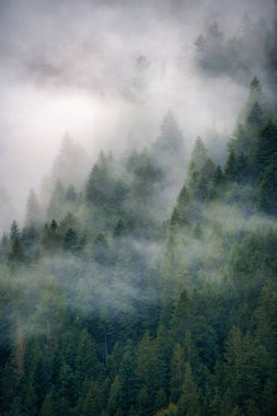Dolomites Dağları ormanı sonbahar mevsiminde bulutlarla kaplıdır. İtalya