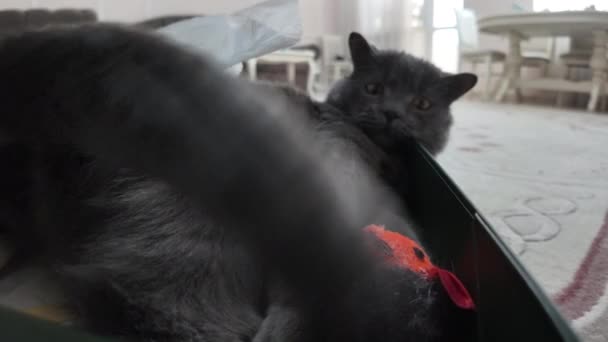 Black British Fold Cat Playing Home Close — Stock Video
