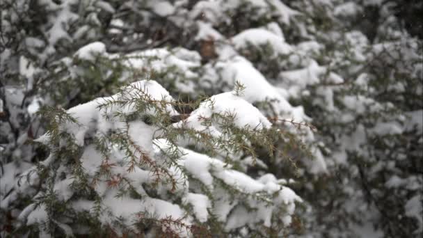 Zpomalený Pohyb Sněží Přes Zelenou Jedli Lese — Stock video