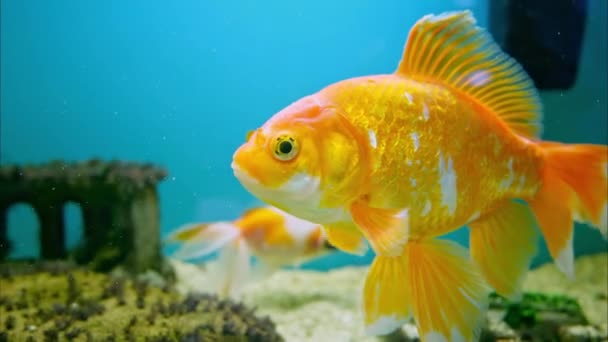 Zlatá Žlutá Ryba Nádrži Vodu — Stock video